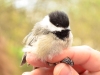 The Black-capped Chickadee’s Natural History