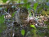 Small Arboreal Mammals of the St. Lawrence Lowlands