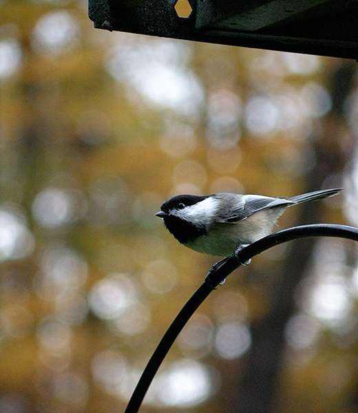 The Black-Capped Chickadee (Poecile atricapillus) perched on bird feeding house at Research Site #1