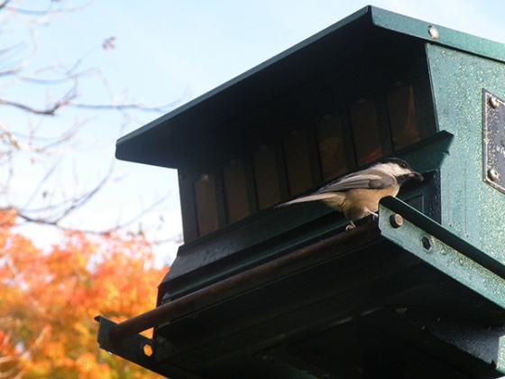A Chickadee preparing to take flight with a black conifer seed in its beak demonstrating caching behavior