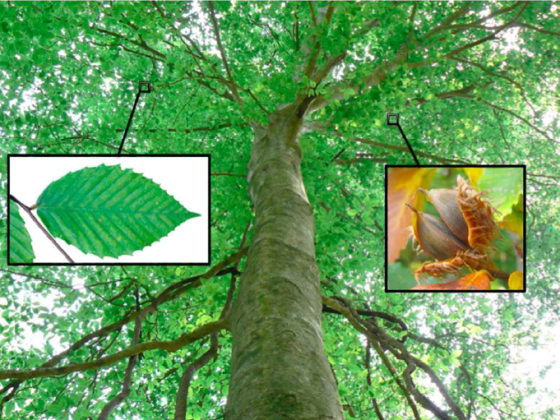 Beech that shows nuts and leaves