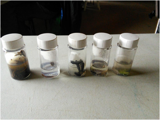 Figure 2: Vials containing arthropods collected during the field work.