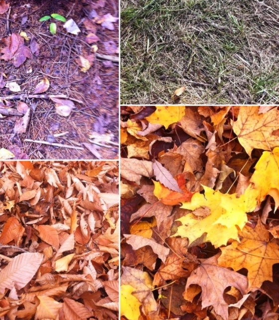 Figure 3: The four forest types examined as put of the method. Beginning top left and moving clockwise you see coniferous, grassland, sugar maple, beech. 