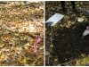 Leaf Litter Invertebrates of the Morgan Arboretum