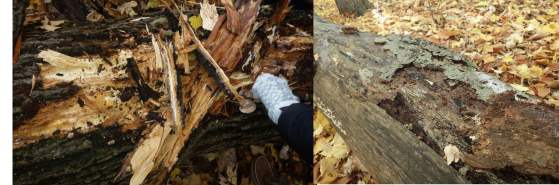 Maple (Left) v.s. Beech (Right) bark. They have different living conditions to offer to saproxylic invertebrates.