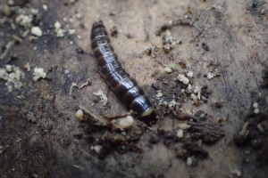 Click Beetle Larva, one of the many invertebrates found under bark at the Morgan Arboretum