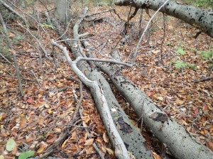 Dead beech logs, a perfect hiding spot for invertebrates to overwinter in! 