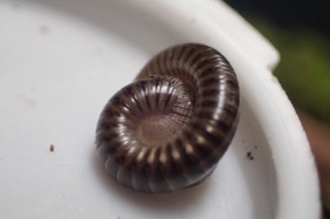 Millipedes are another example of common invertebrates living in the bark of dead trees