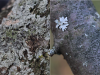 Solving a Myth: Do Lichens Know What Direction They’re Growing In?