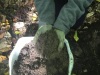 Invasive Earthworms Posing Possible Threat to Yellow Birch Tree Population